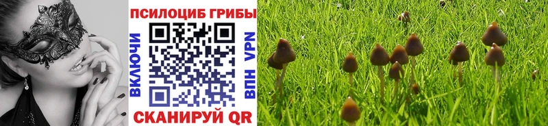 Купить Ленинск-Кузнецкий Псилоцибиновые грибы прущие грибы